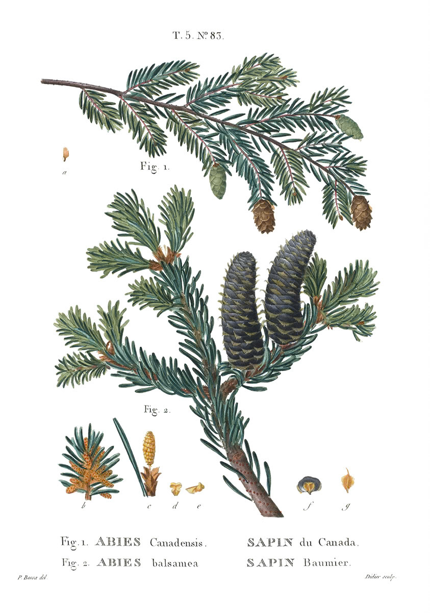 SH_Cmas_Botanical Conifer 5_Creatif ©Steve Haskamp - Creatif License