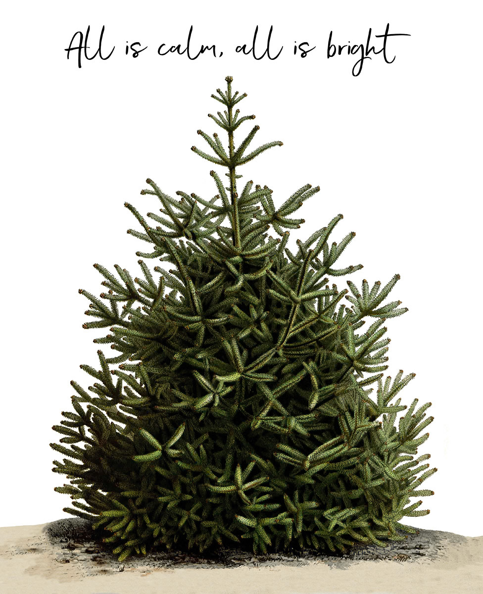 SH_Cmas_Botanical tree-00457_Creatif ©Steve Haskamp - Creatif License