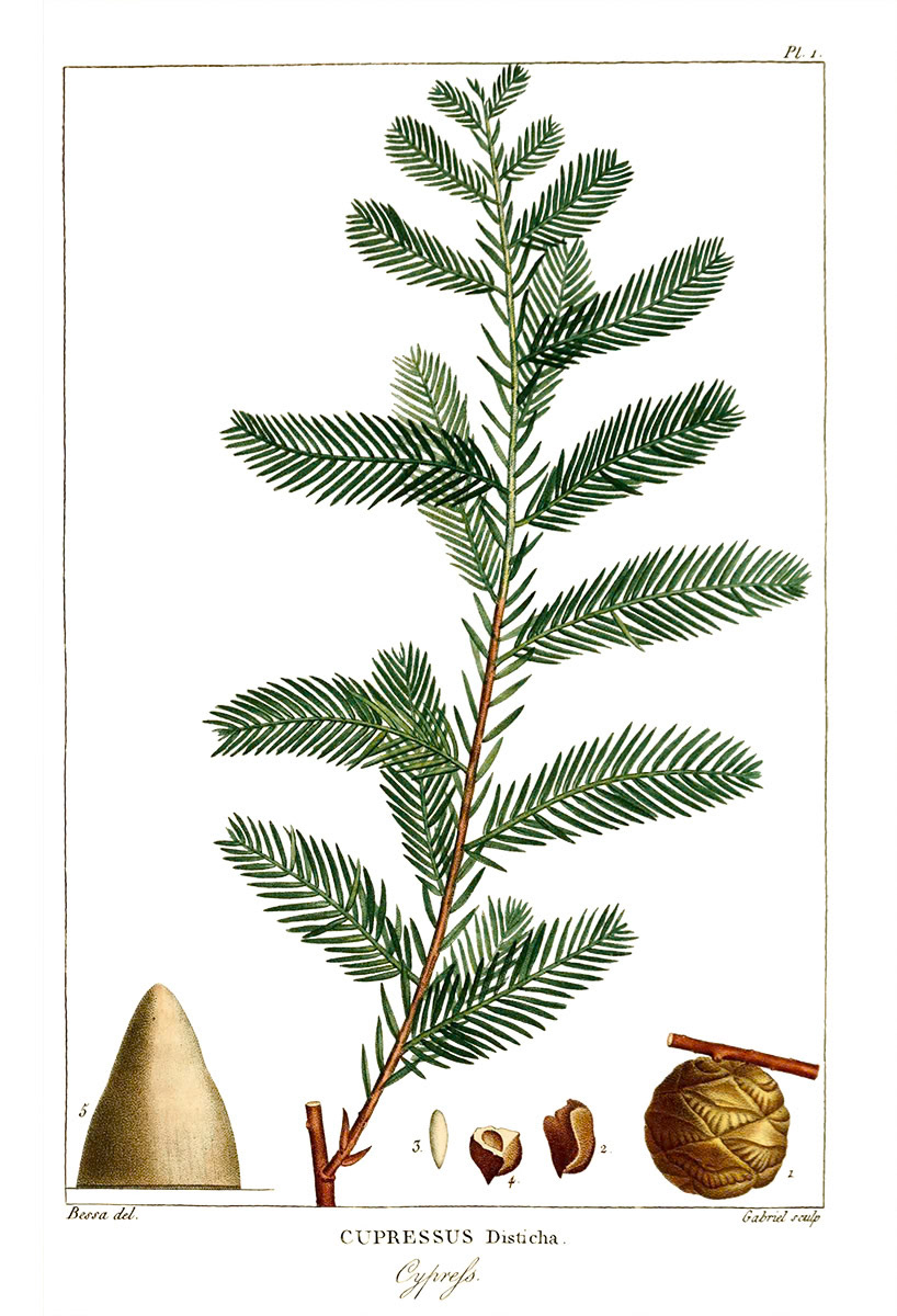 SH_Cmas_conifer-00120_Creatif ©Steve Haskamp - Creatif License