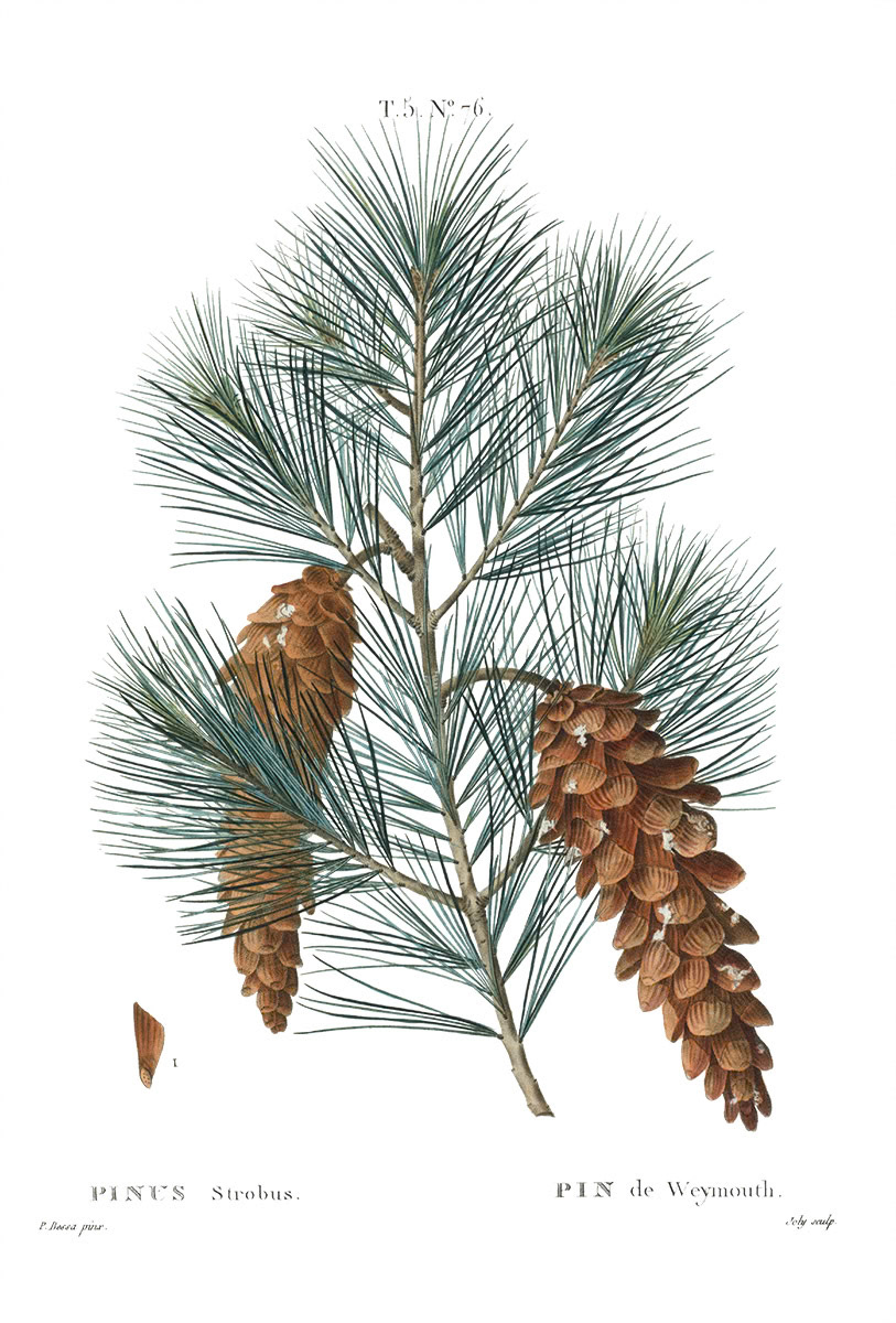 SH_Cmas_Botanical Conifer 4_Creatif ©Steve Haskamp - Creatif License