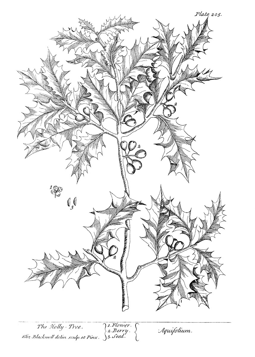 SH_Cmas_Botanical Holly Line Drawing Black White_Creatif ©Steve Haskamp - Creatif License