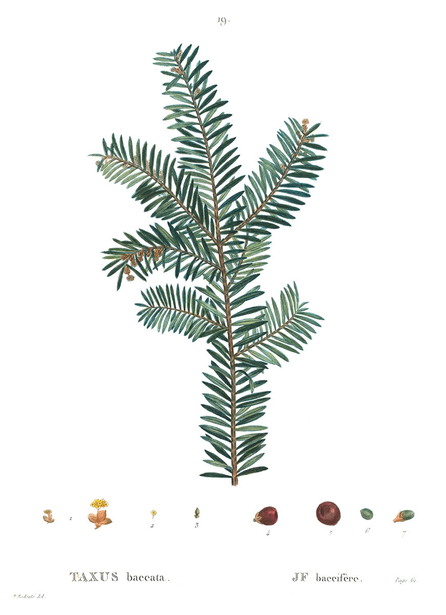 SH_Cmas_Botanical Conifer 7_Creatif ©Steve Haskamp - Creatif License