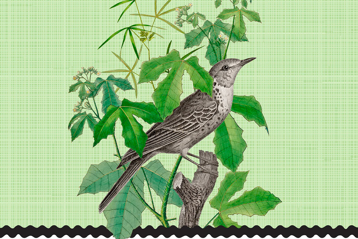 SH_Bird_2422_Botanical Black and white bird Layout 1_Creatif ©Steve Haskamp - Creatif License