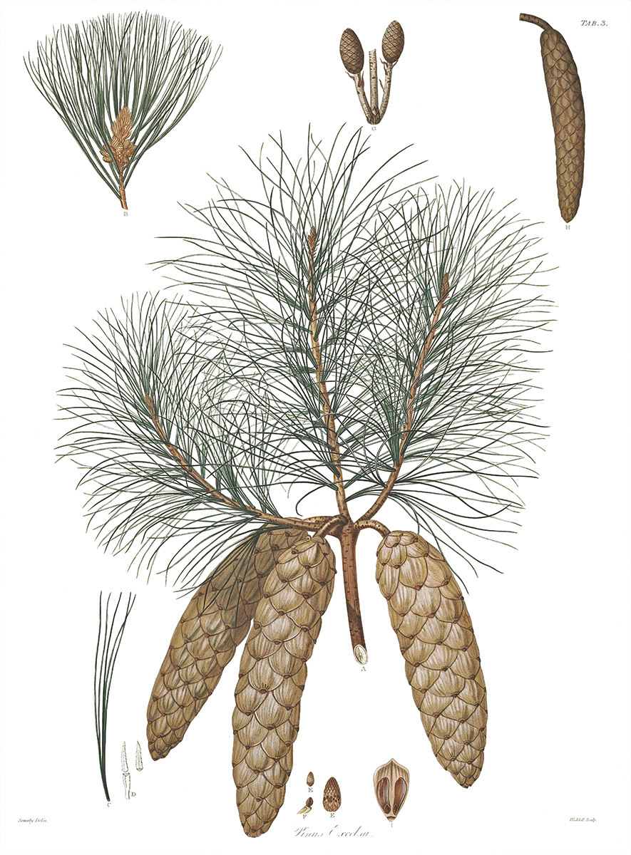 SH_Cmas_pinus excelsa (L)_Creatif ©Steve Haskamp - Creatif License