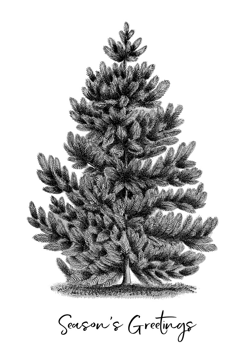 SH_Cmas_conifer-00169_Black White_Creatif ©Steve Haskamp - Creatif License