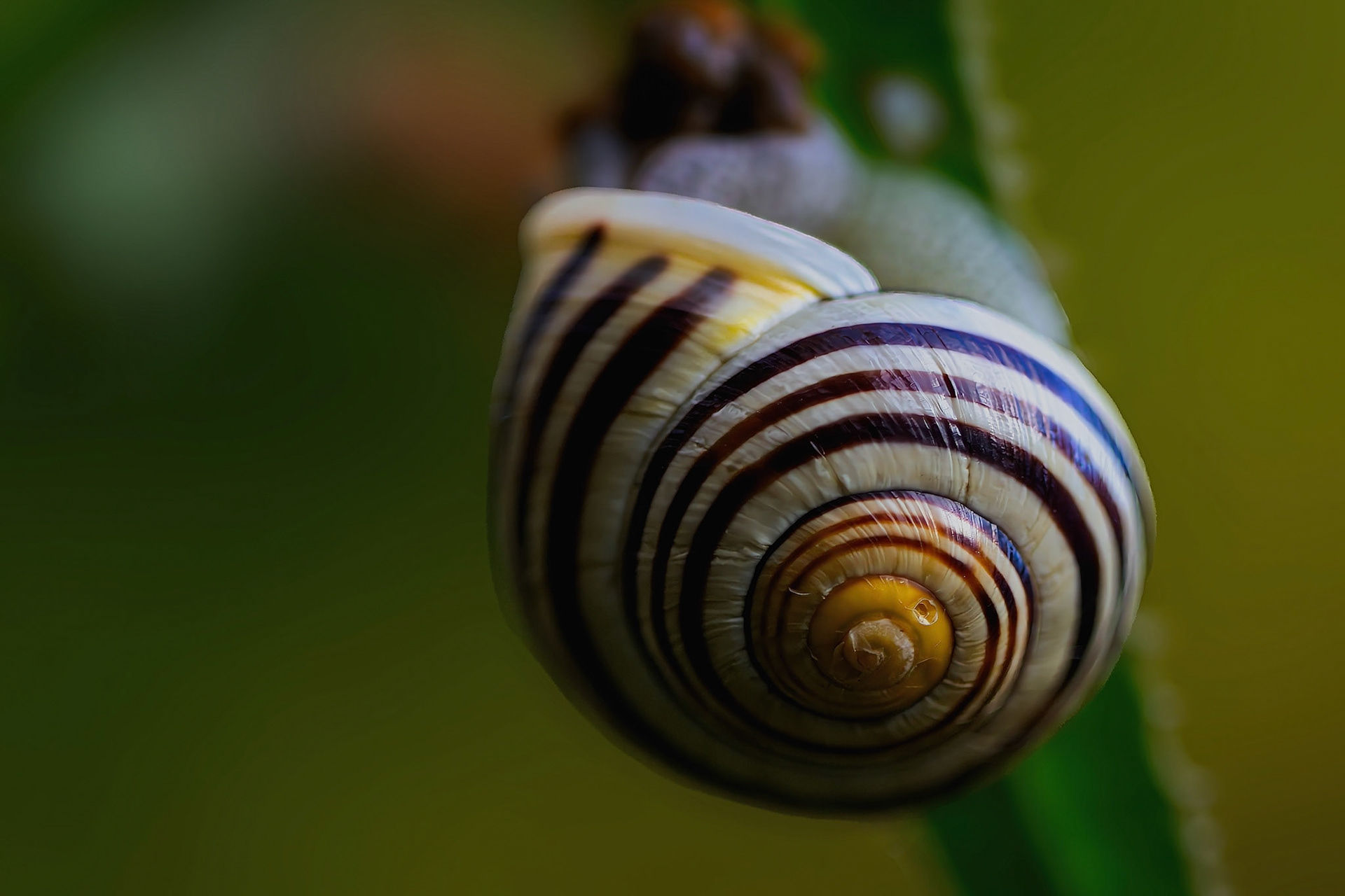 Escargot des bois
