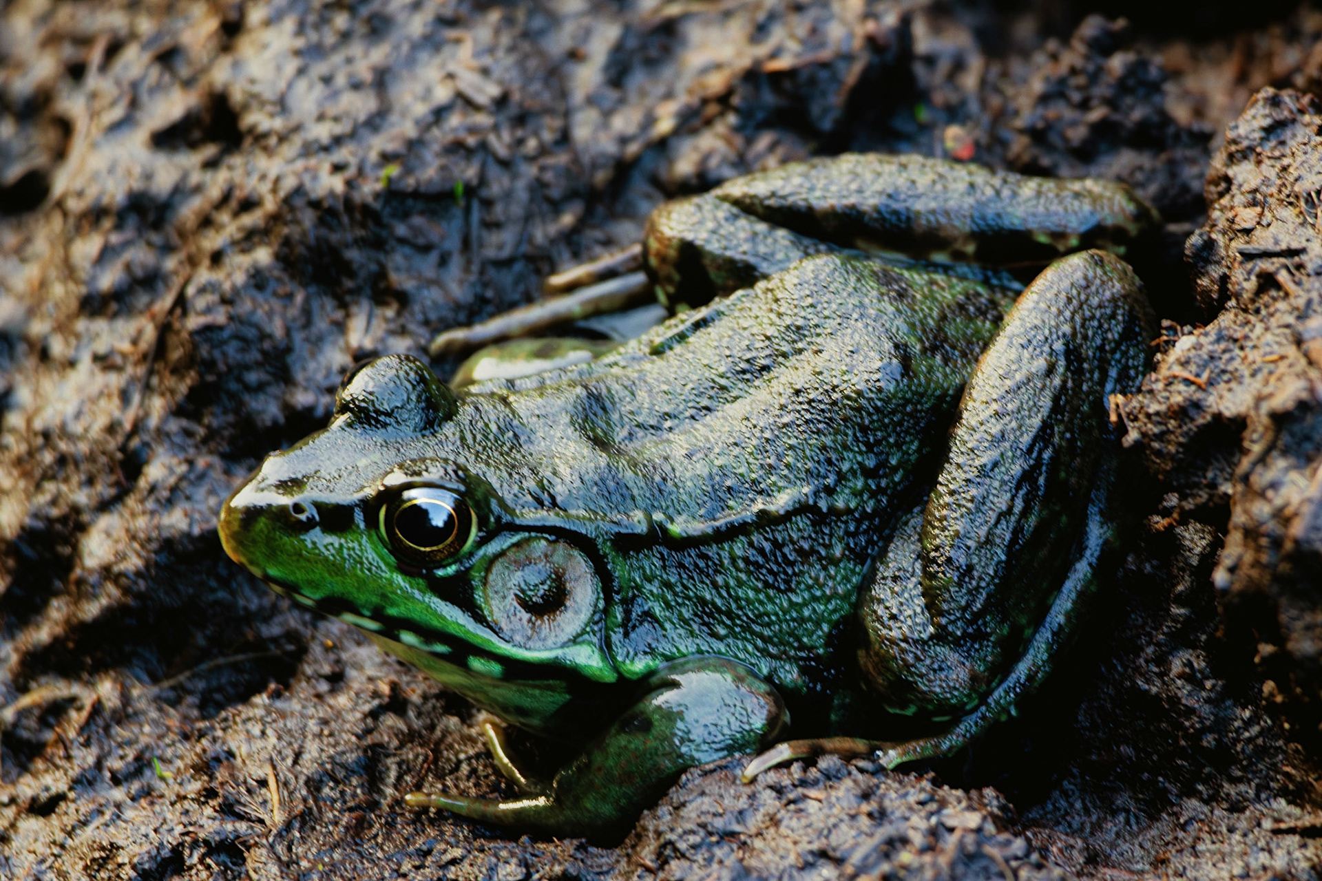 Grenouille verte