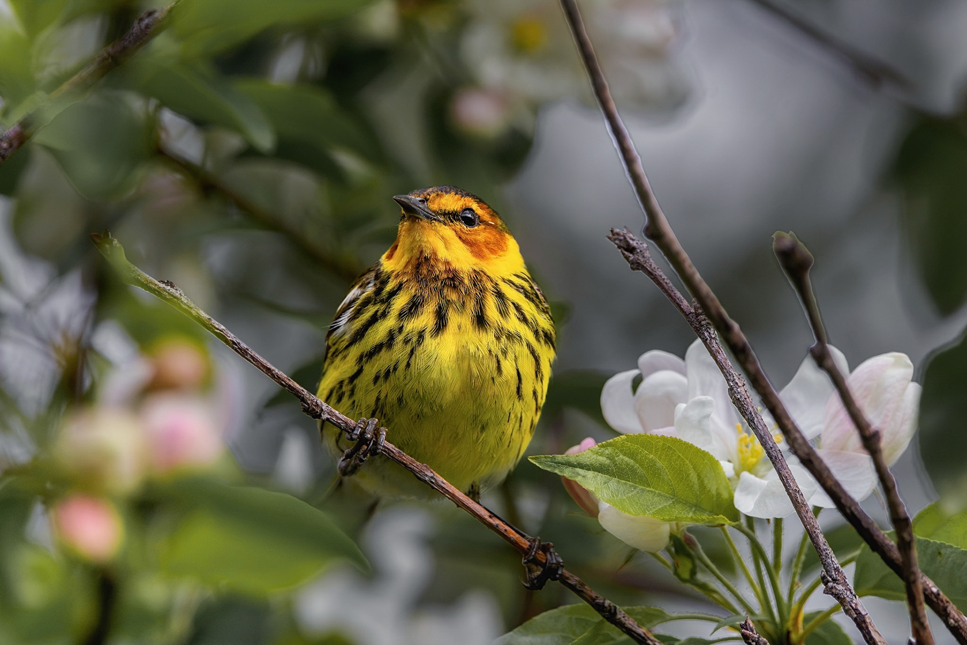 Paruline tigrée
