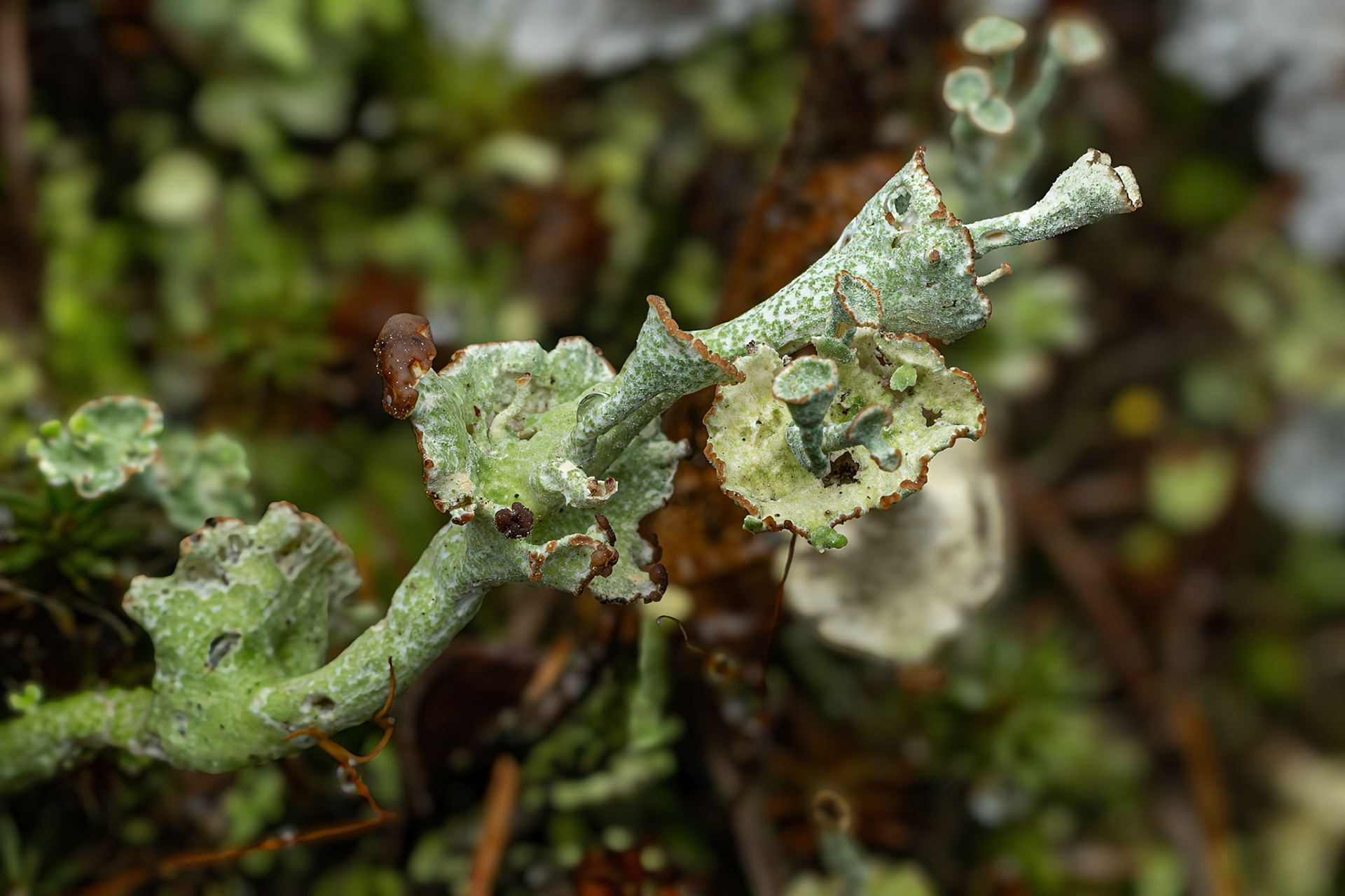 Lichen, Cladonie Corne de Cerf