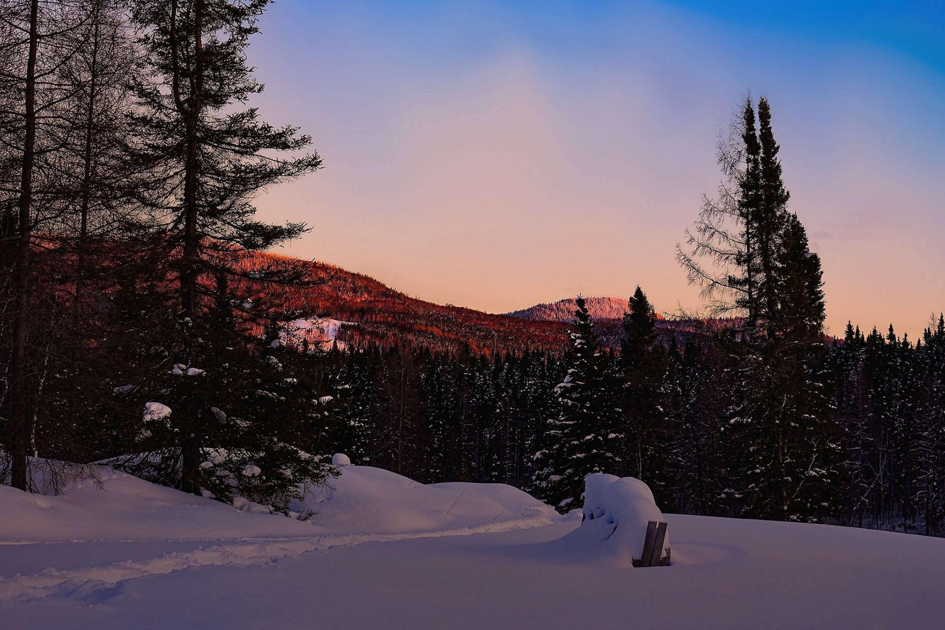 Brunante sur la montagne
