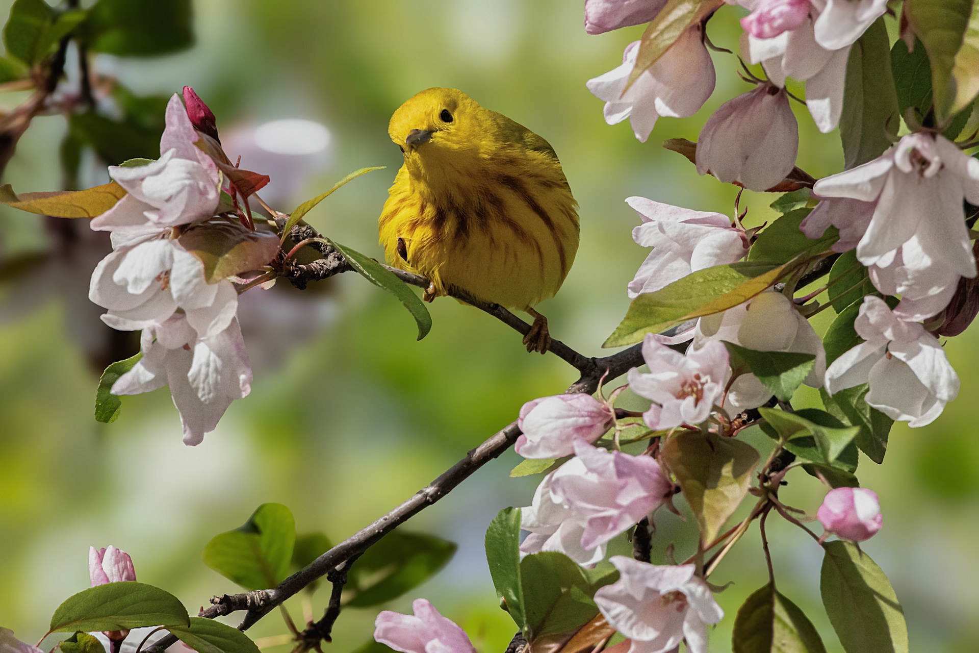 Paruline jaune