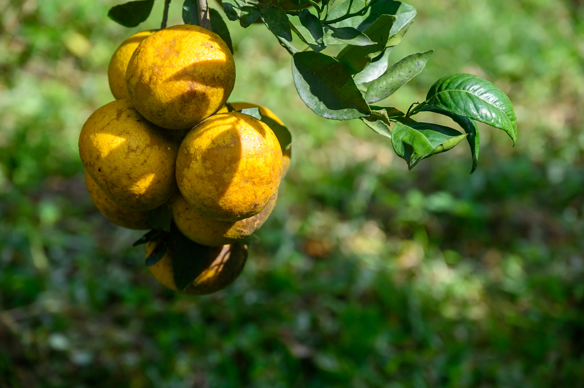 Thanathon Orchard - Plantation de mandarine