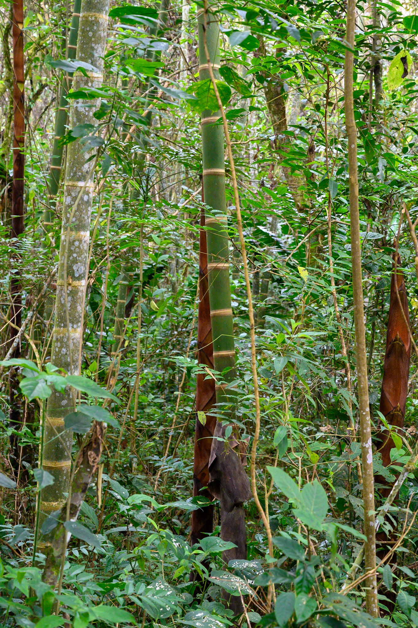 Les bambous du parc archéologique.