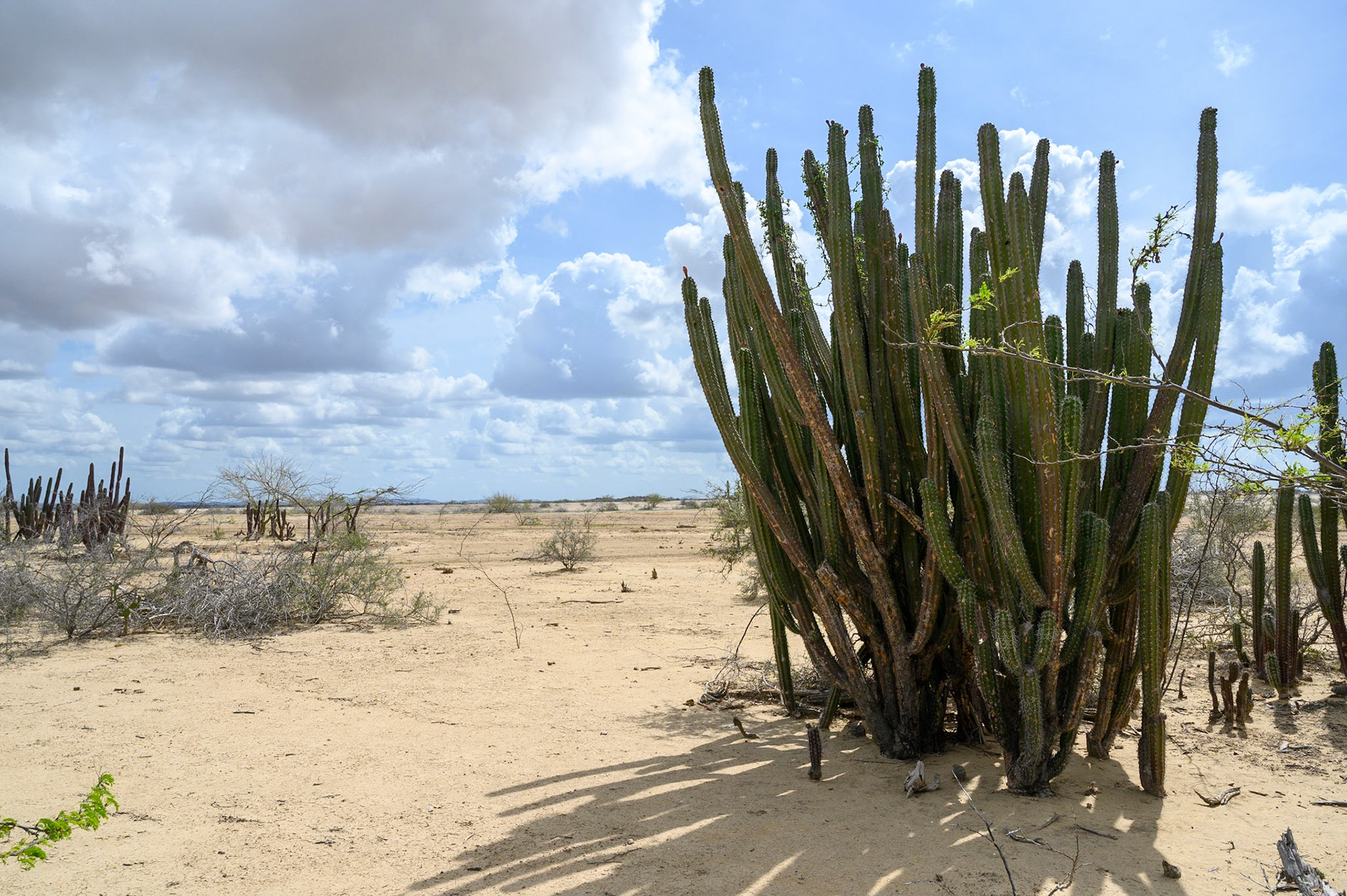 Desert de la Guajira