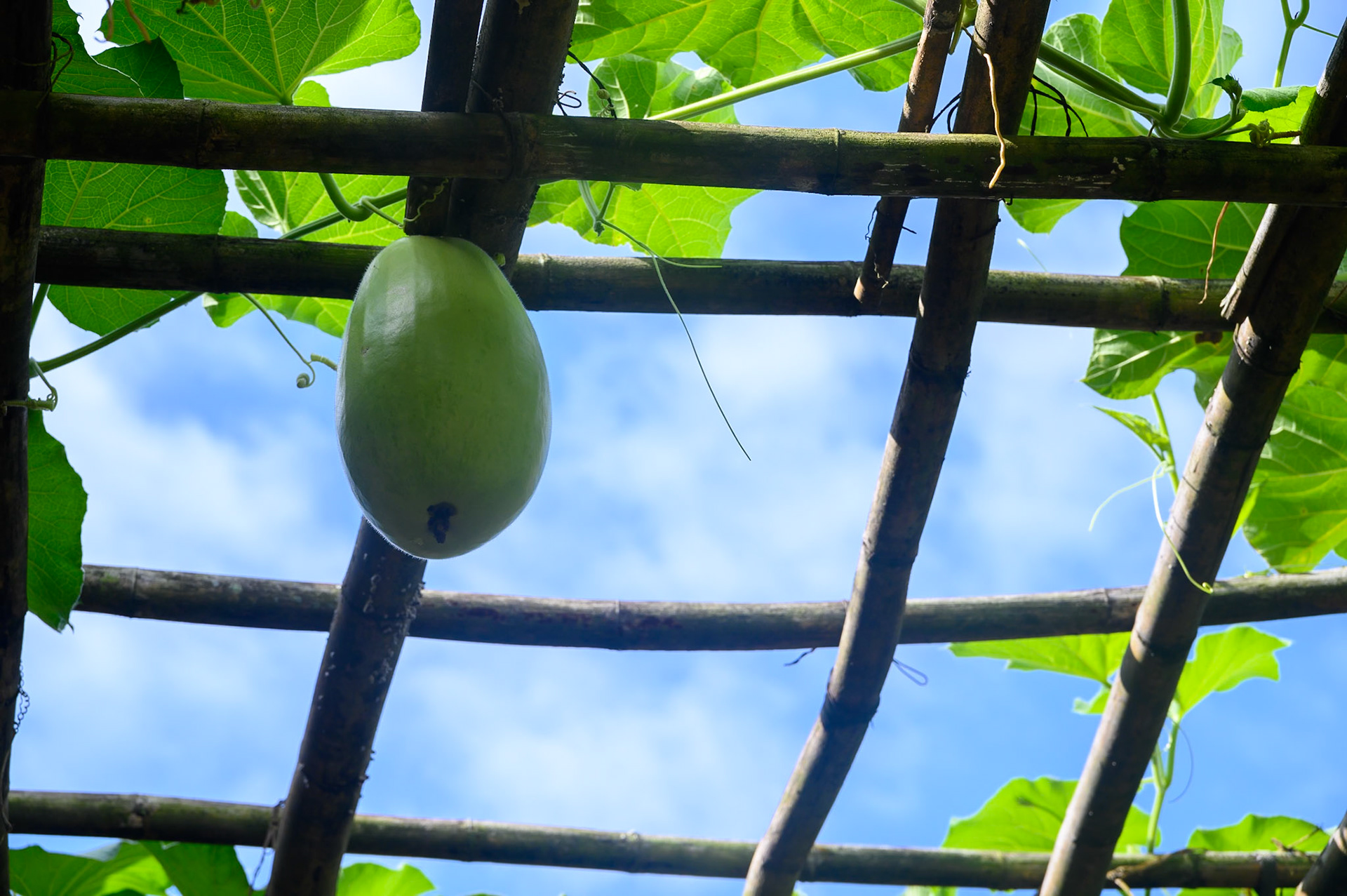 Thanathon Orchard - Plantation de mandarine