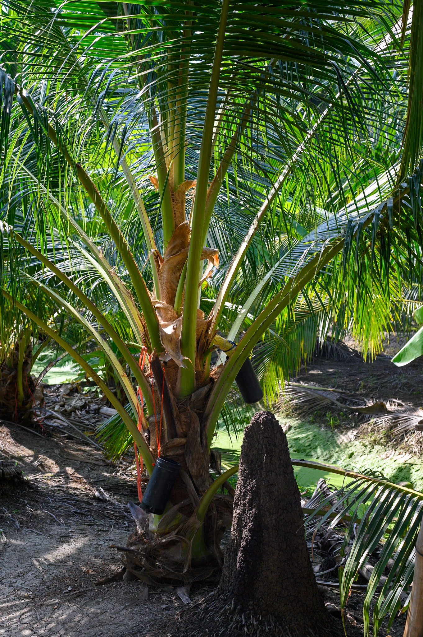Sucre de coco