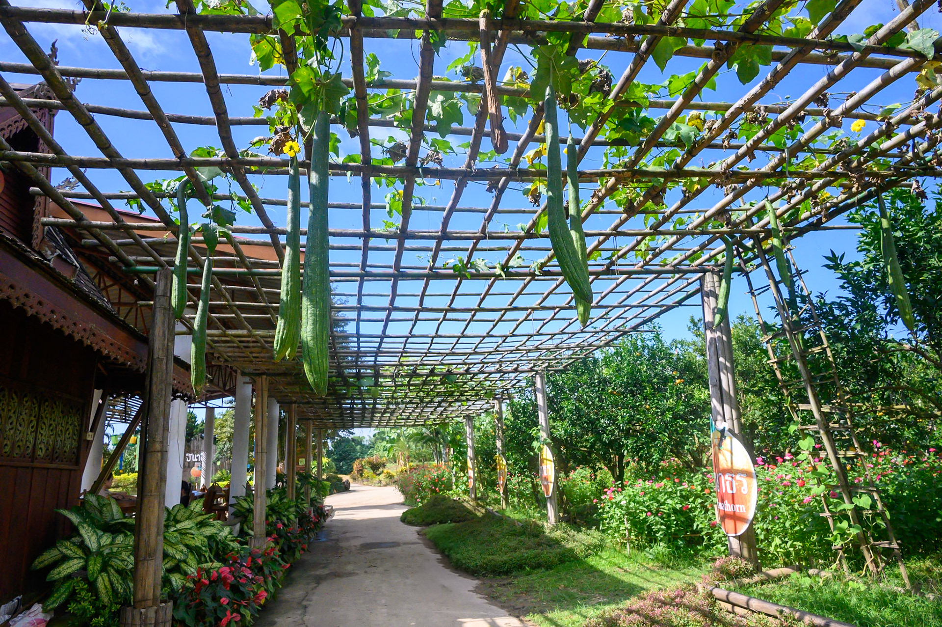 Thanathon Orchard - Plantation de mandarine