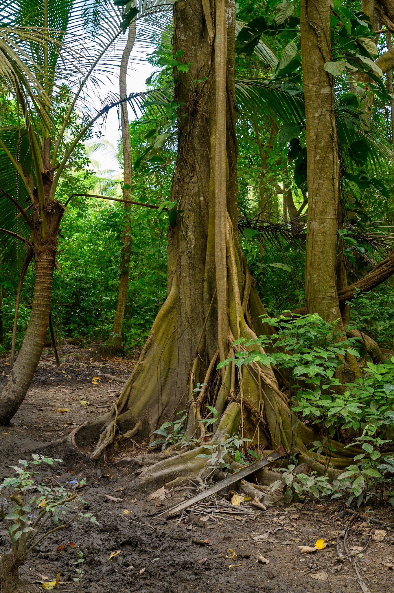 Parc National de Tayronna