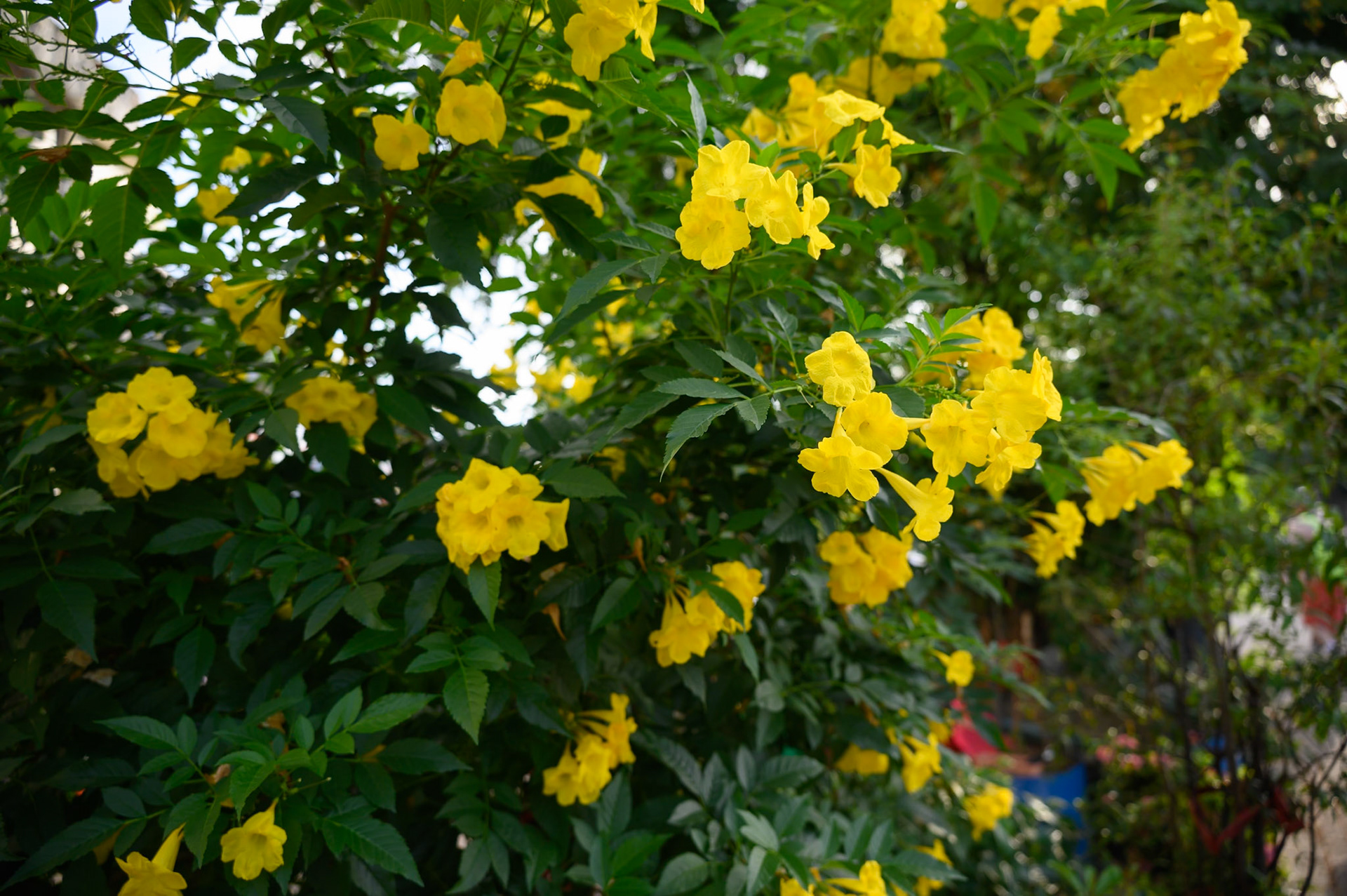 En route pour le marché aux fleurs
