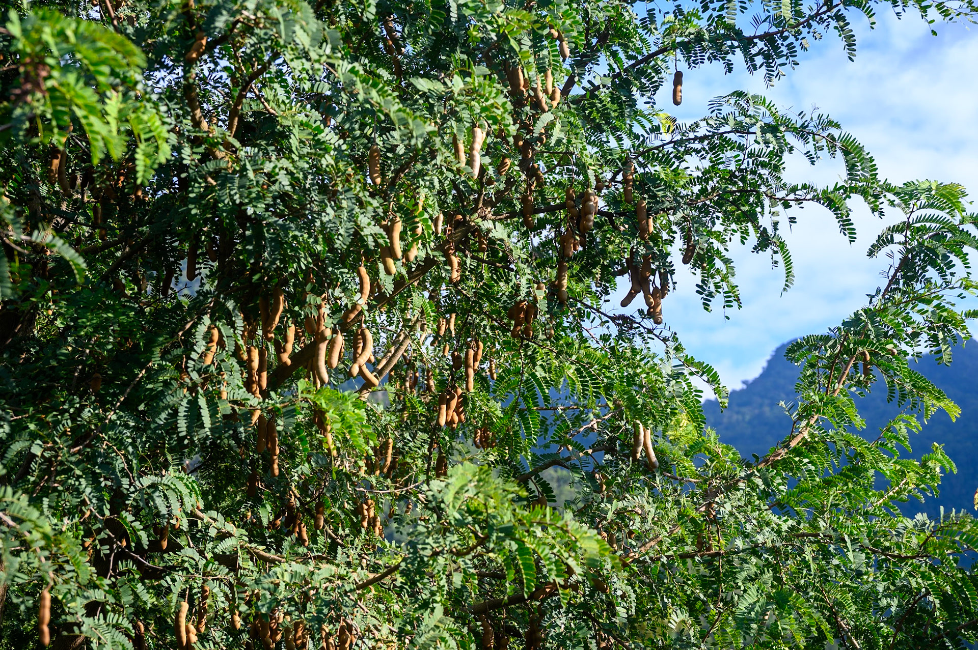 Village de la guide Quan -