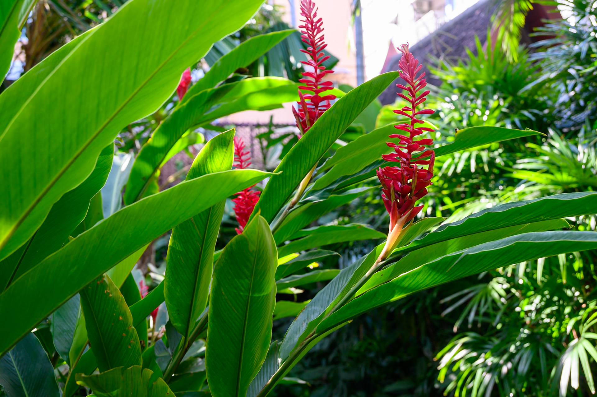 Musée Jim Thompson