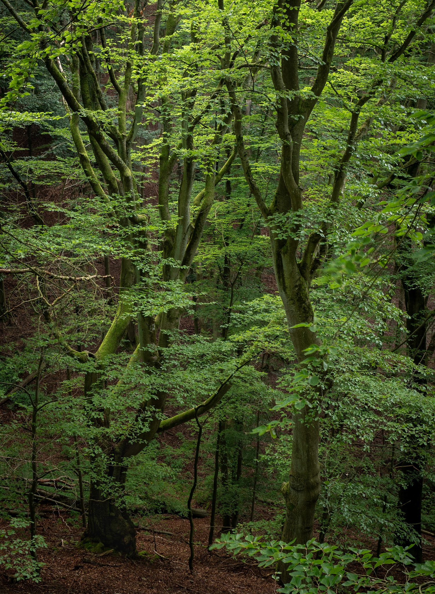 Just Green
