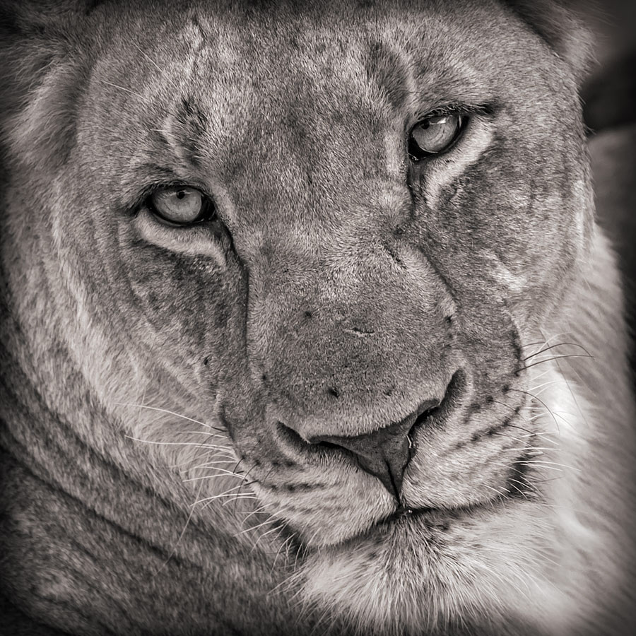 Lioness. Madikwe, South Africa.