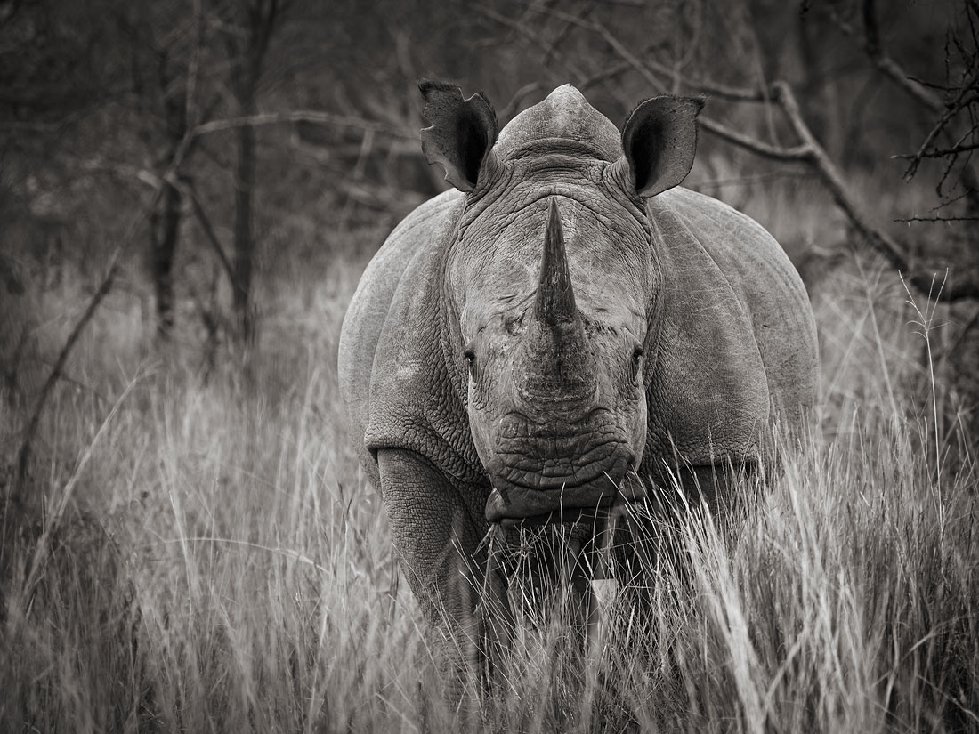Morning in Madikwe. Encounter with a white rhinoceros.