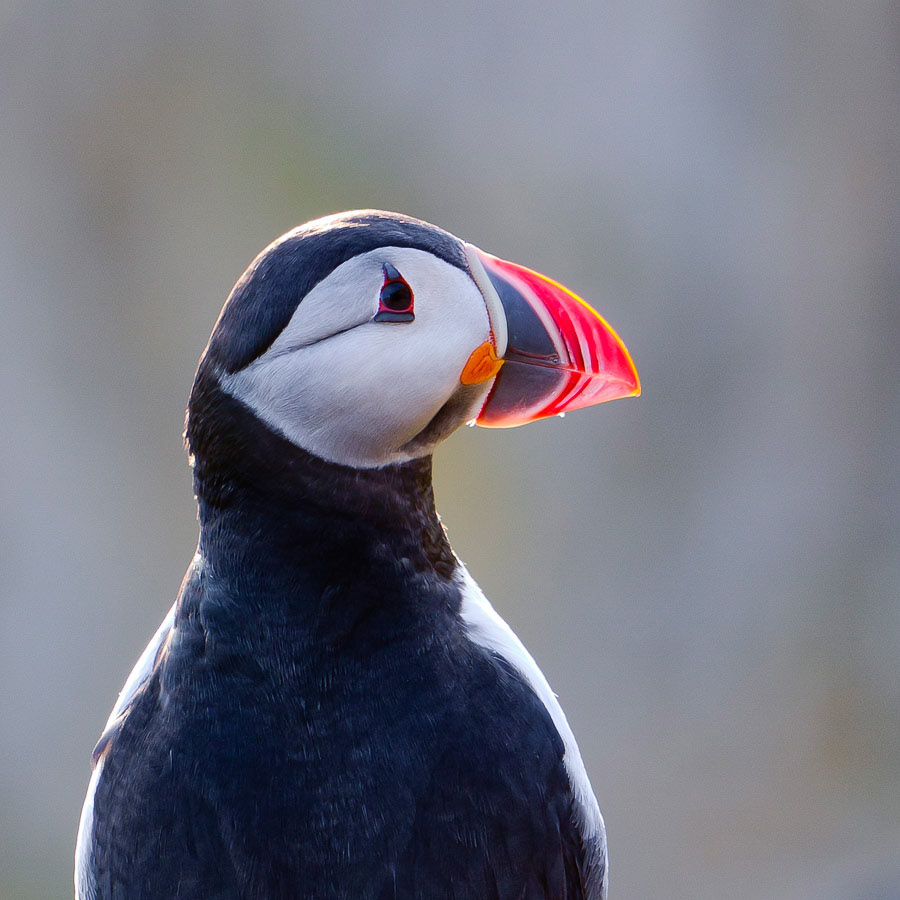 Puffin in the evening sun. Runde, Norway.