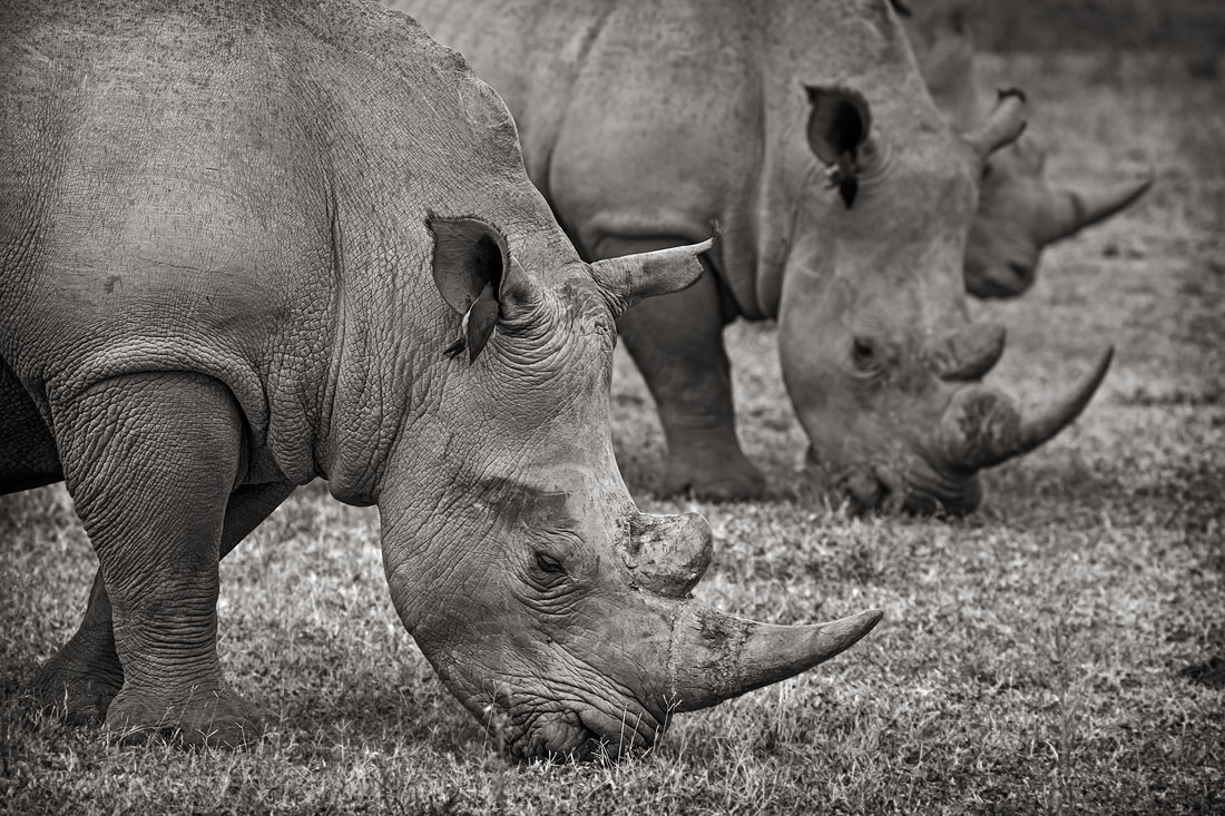Entabeni Game Reserve