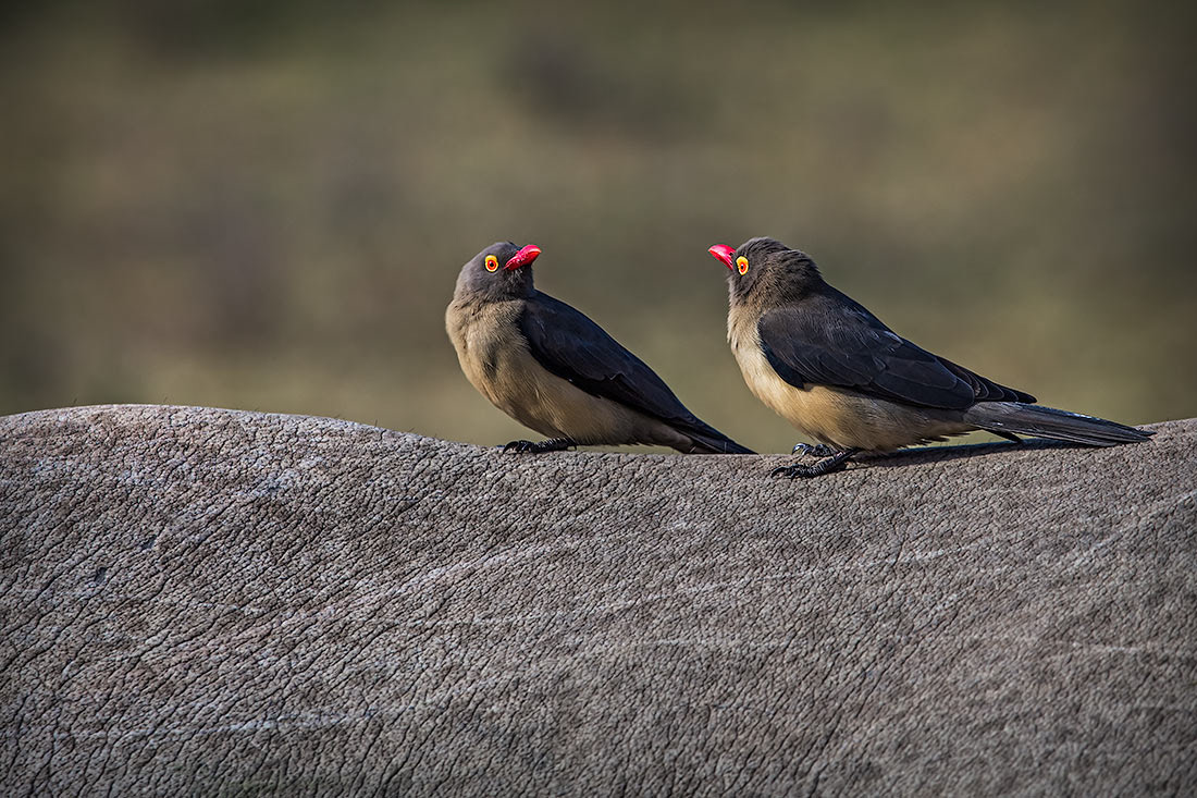 Two red-billed oxpeckers on the back of a white rhinoceros. Entabeni Game Reserve, South Africa.