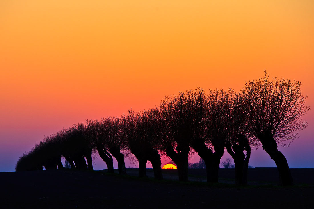 Willow trees, Skåne, Sweden