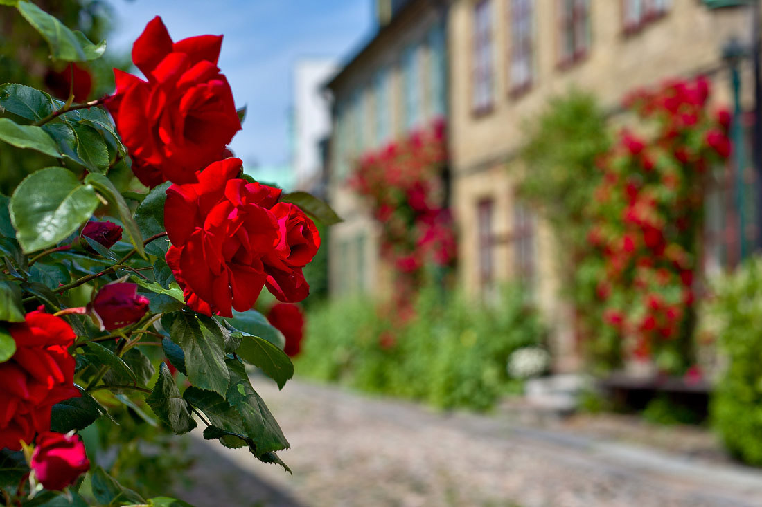 Lilla Sigridsgatan, Lund, Sweden