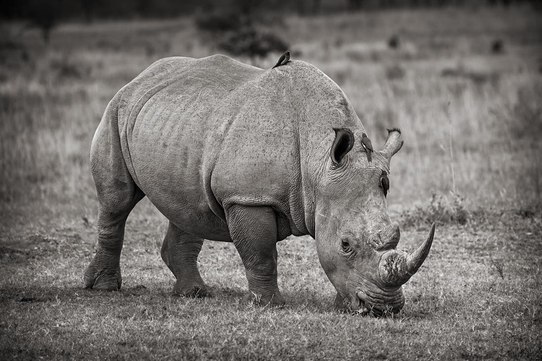 A white rhinoceros with some red-billed oxpeckers. The birds rid rhinos and other animals of parasites. Entabeni Game Reserve, South Africa.