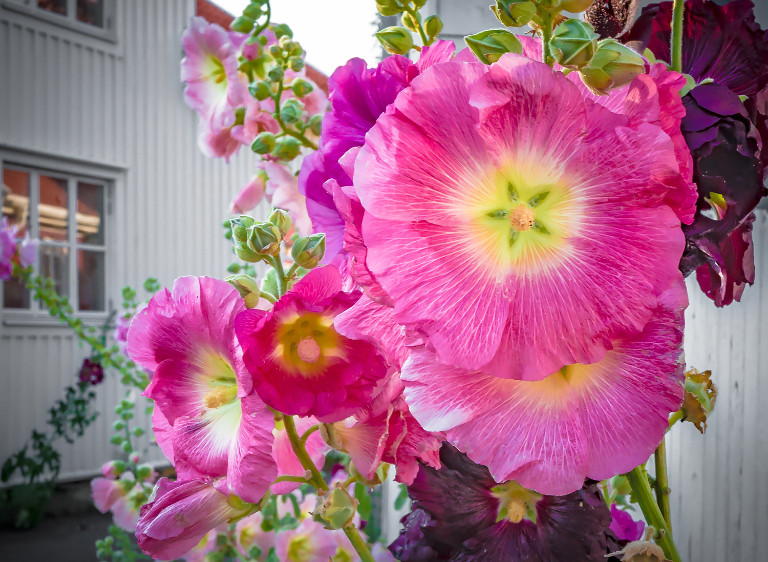 Hollyhocks, Styrsö Tången