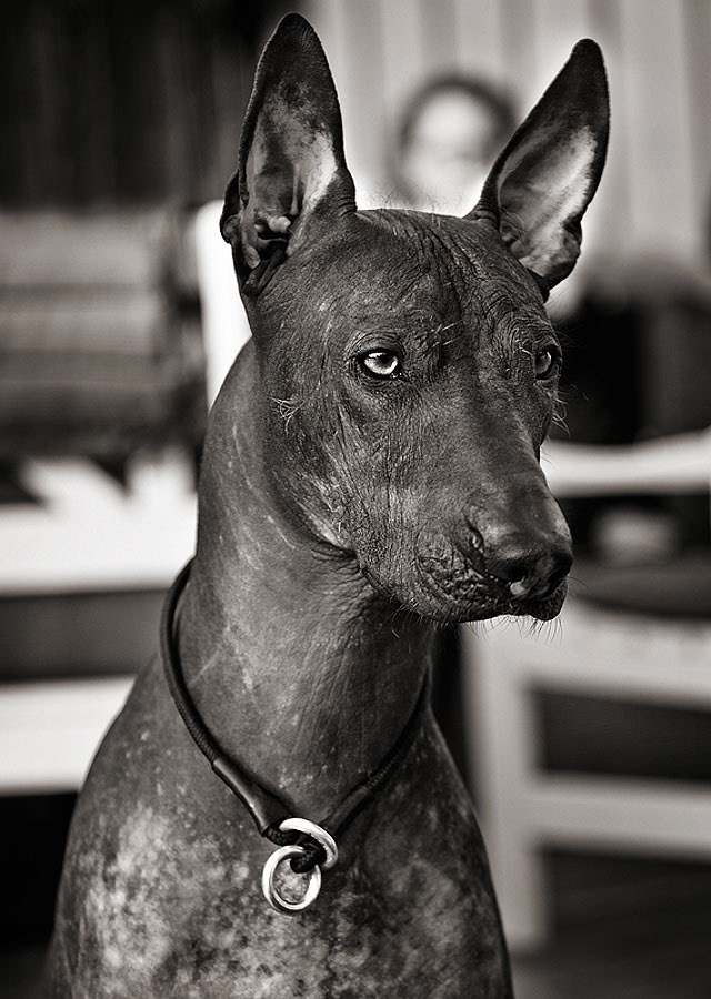Porträtt av Cesar, a Mexican Hairless dog.