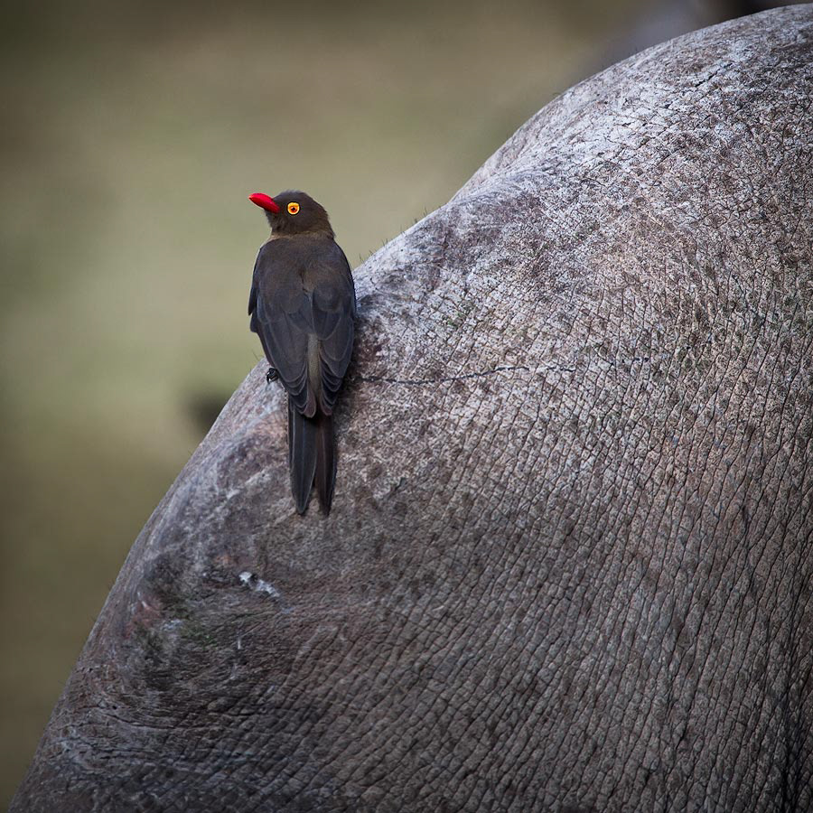 Red-billed Oxpecker