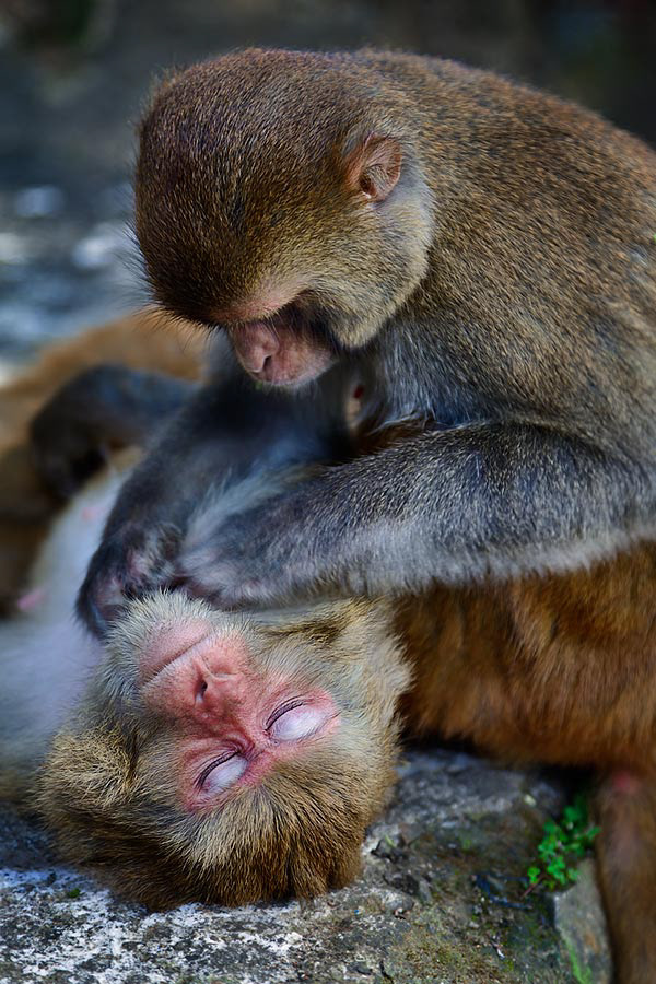 Macaques in the temple of Swayambhunath, or the Monkey Temple. Kathmandu.