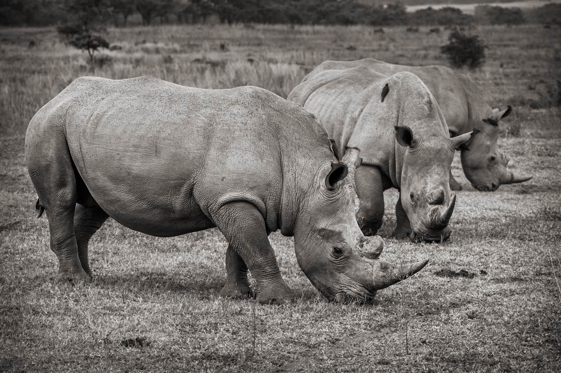 Entabeni Game Reserve