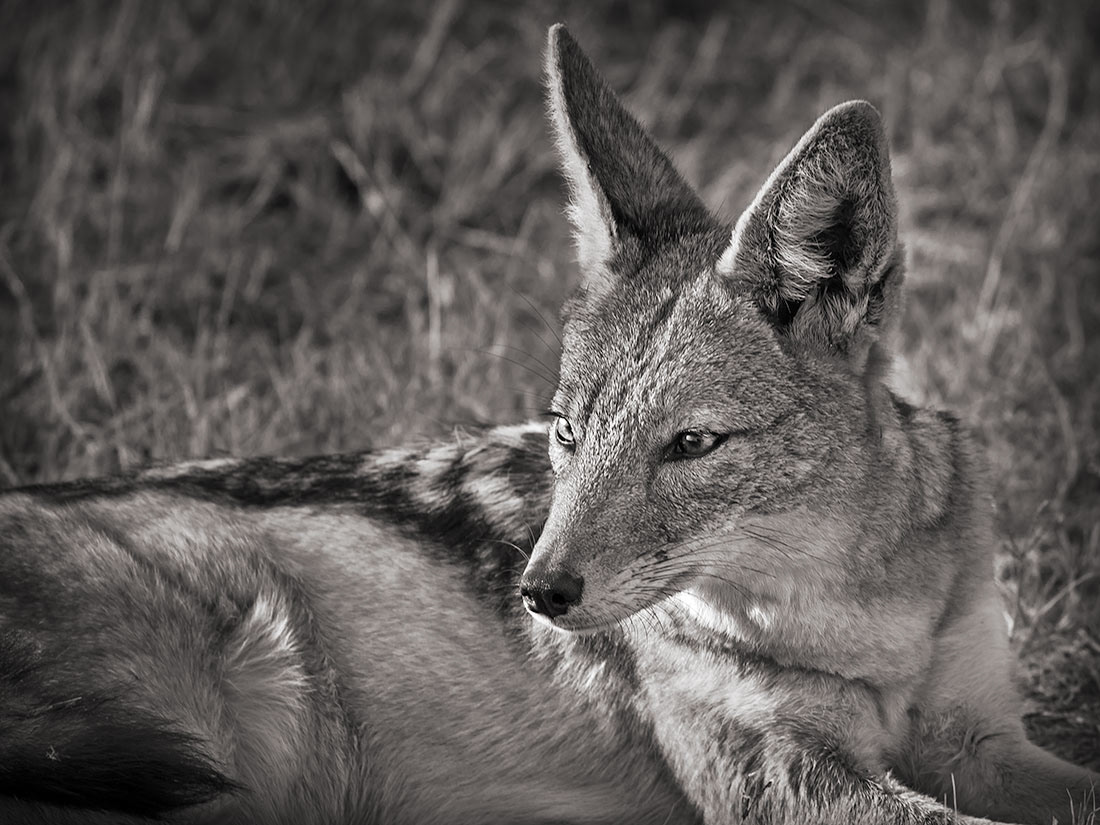 Jackal in the morning sun. Madikwe, South Africa.