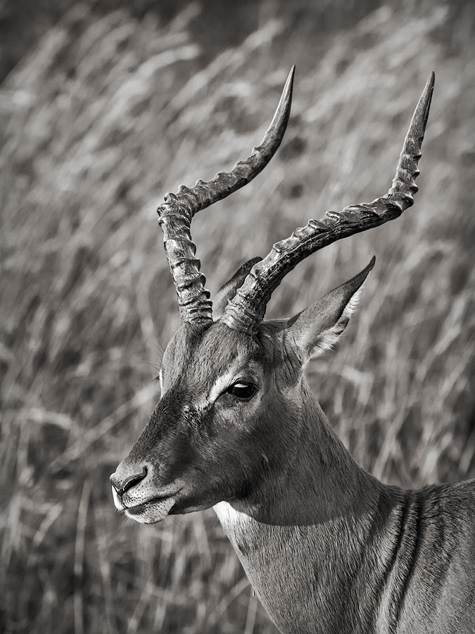 Male impala grazing in the afternoon sun. Entabeni Game Reserve, South Africa.