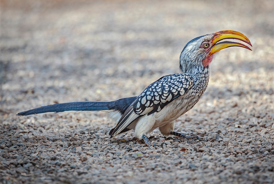 Southern Yellow-billed Hornbill. Madikwe Game Reserve.
