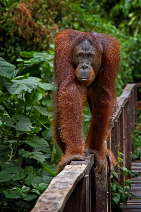 Orangutan in Sepilok, Borneo.