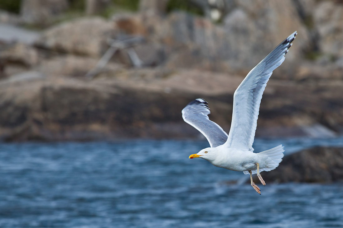 Gull in Fotö, Sweden