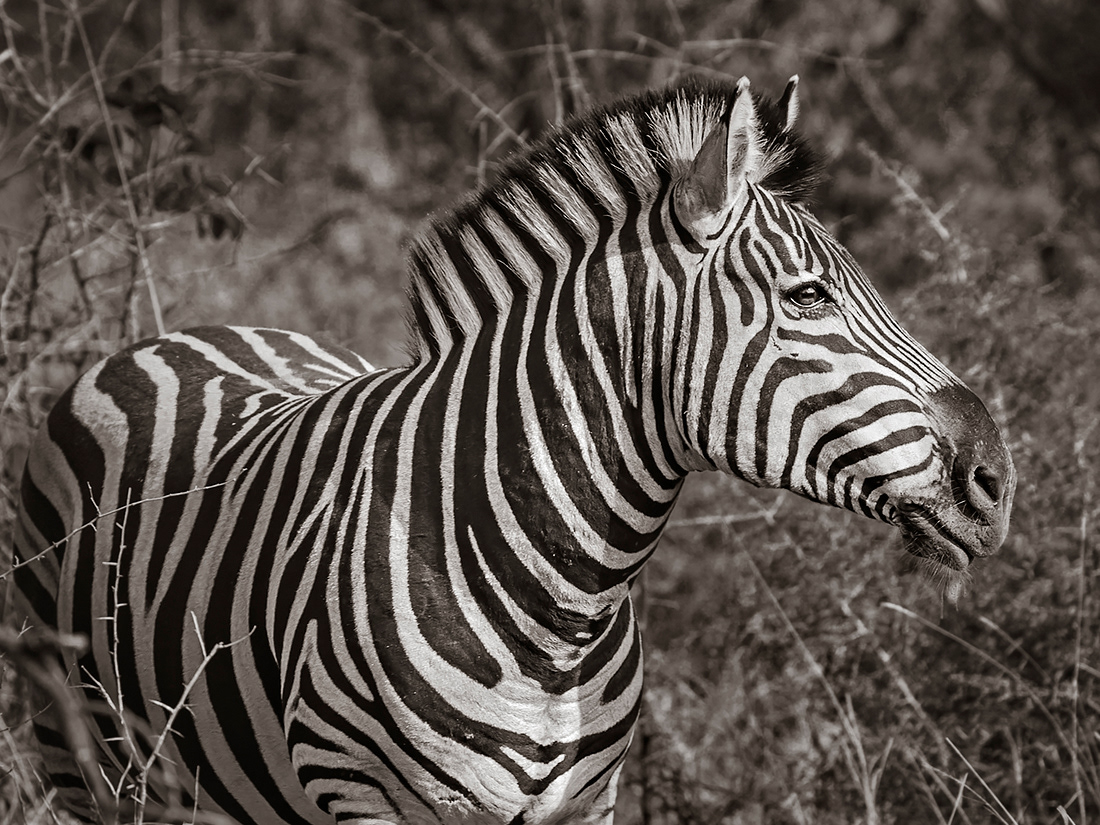 Zebra in Madikwe, South Africa.