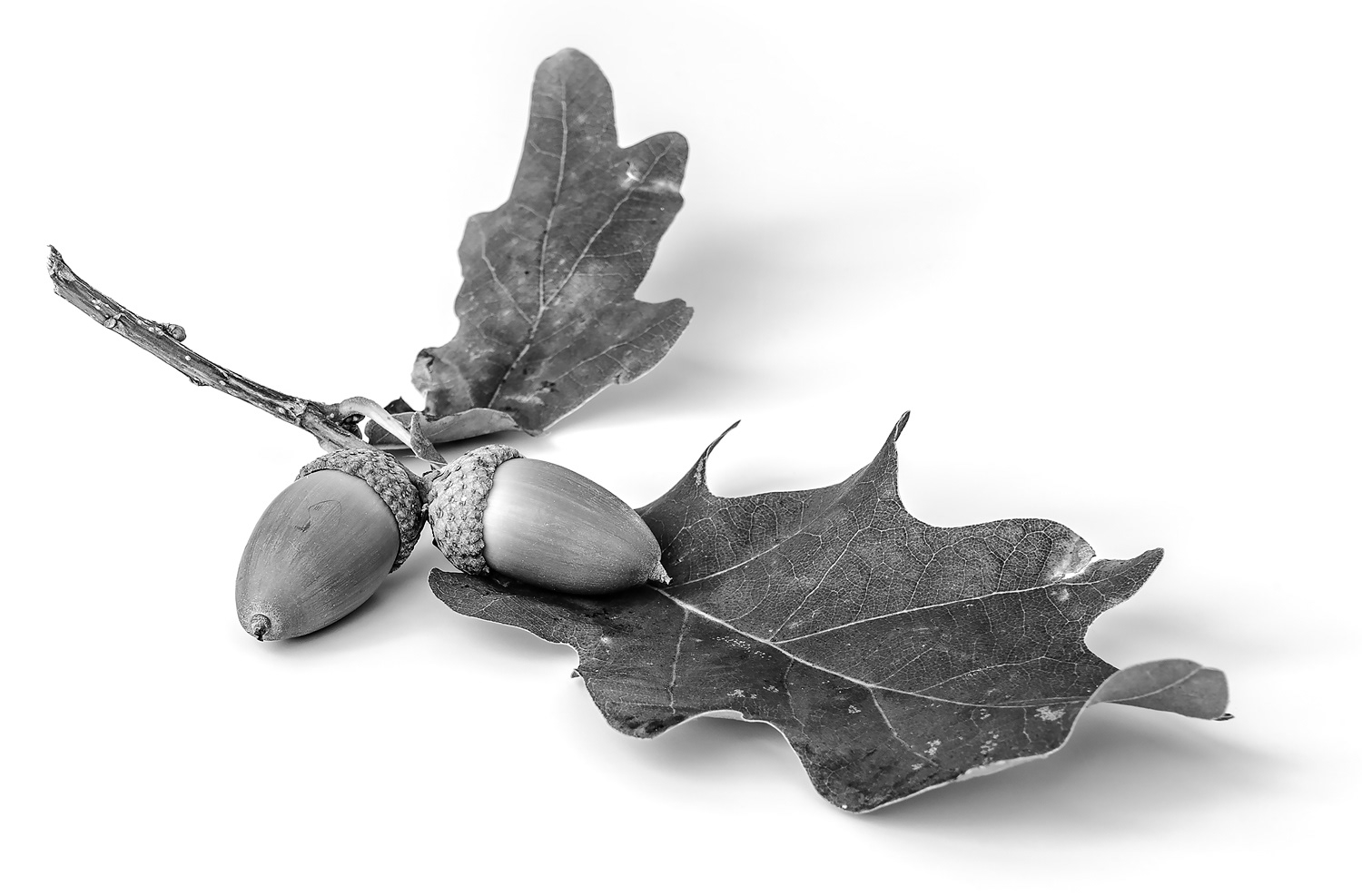 Oak