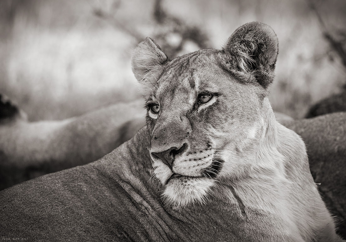 Lioness waiting for prey. Madikwe, South Africa.