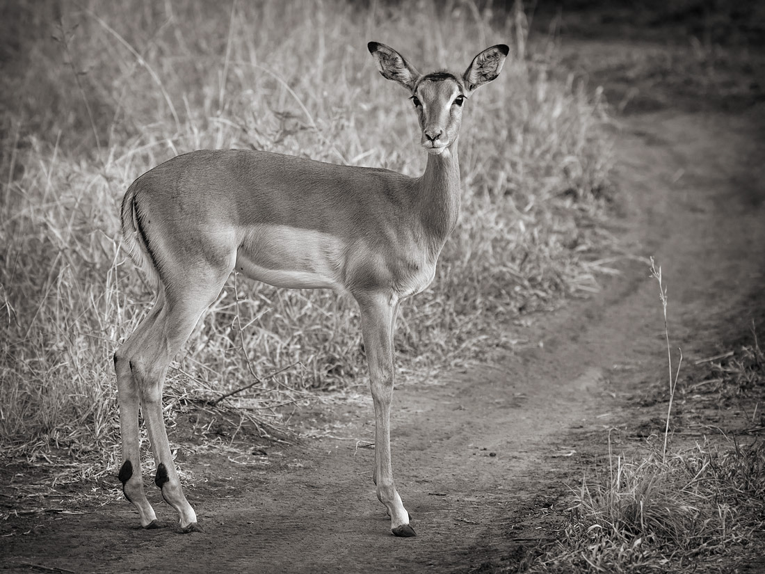 Impala female. Madikwe Game Reserve.