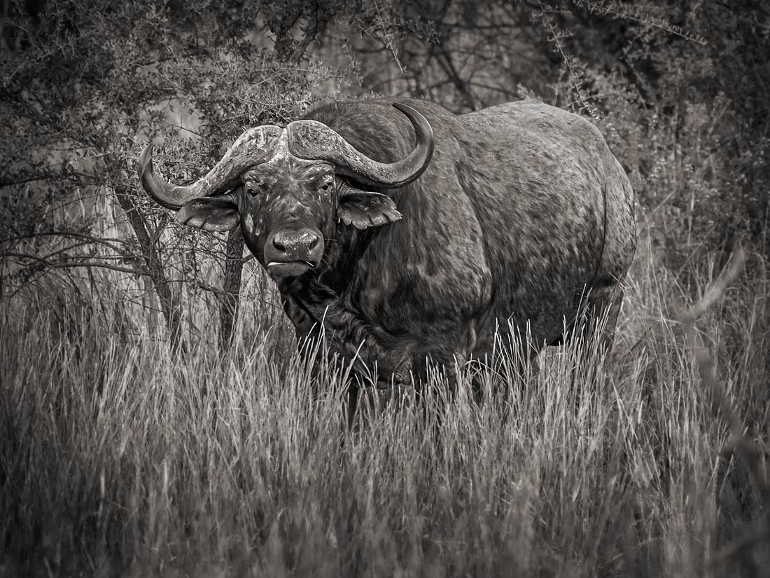 African buffalo. Early morning in Madikwe.