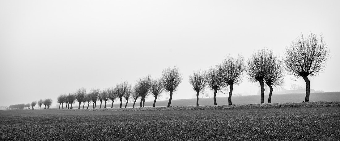 Willow trees, Skåne, Sweden